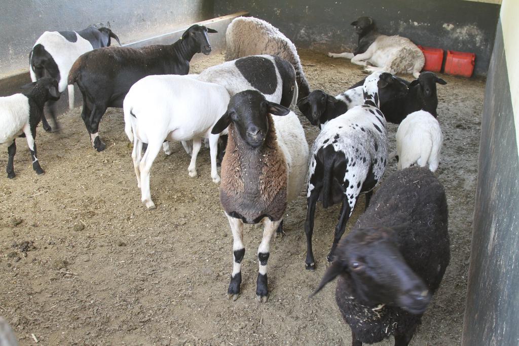 Hotel Fazenda Parque Dos Sonhos Сокорру Экстерьер фото